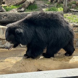 Sloth Bear