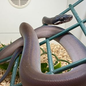 Karimui Basin whitelip python (Leiopython fredparkeri)