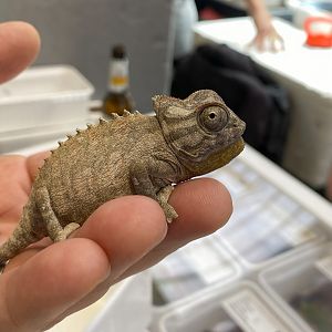 Namaqua chameleon (Chamaeleo namaquensis)