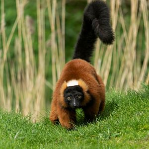 Red ruffed lemur, Africa Alive, UK