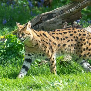 Serval, Africa Alive, UK