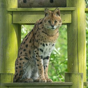 Serval, Africa Alive, UK