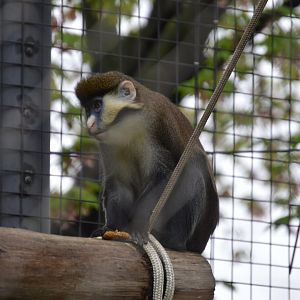 Primate Passage - Red-tailed Monkey (Cercopithecus ascanius)