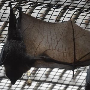 Rare Animal Conservation Center - Rodrigues Flying-fox (Pteropus rodricensis)
