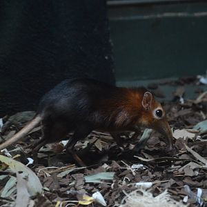 Rare Animal Conservation Center - Black-and-rufous Sengi (Rhynchocyon petersi)