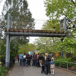 Zoo360 Trails - Francois' Langur (Trachypithecus francoisi)