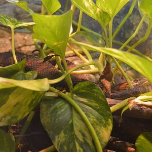 Reptile and Amphibian House - Common Watersnake (Nerodia sipedon)