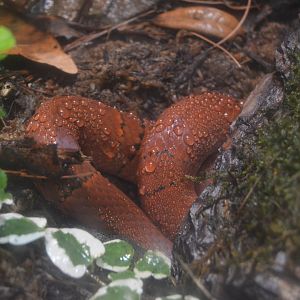 Reptile and Amphibian House - Black-banded Trinket Snake (Oreocryptophis porphyraceus)