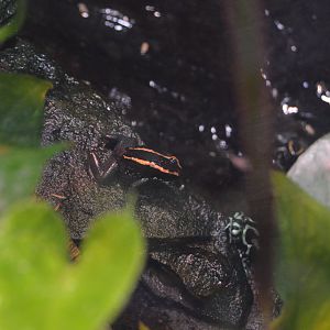 Reptile and Amphibian House - Golfo Dulce Poison Dart Frog (Phyllobates vittatus) and Green-and-black Poison Dart Frog (Dendrobates auratus)