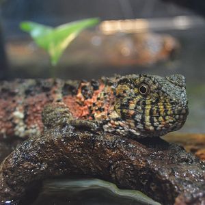 Reptile and Amphibian House - Chinese Crocodile Lizard (Shinisaurus crocodilurus)