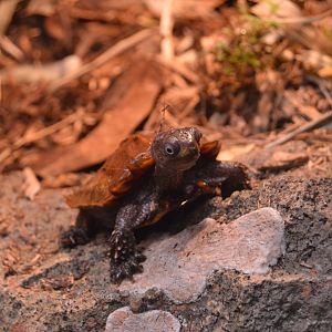 Reptile and Amphibian House - Black-breasted Leaf Turtle (Geoemyda spengleri)