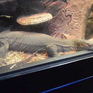 Reptile and Amphibian House - Mertens' Water Monitor (Varanus mertensi)