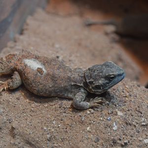Reptile and Amphibian House - Dwarf Shield-Tailed Agama (Xenagama taylori)
