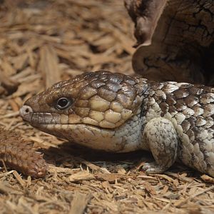 Reptile and Amphibian House - Shingleback (Tiliqua rugosa) and Hosmer's Spiny-tailed Skink (Egernia hosmeri)