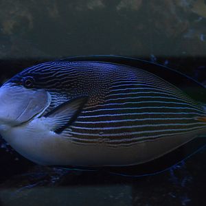 KidZooU - Sohal Surgeonfish (Acanthurus sohal)