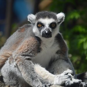PECO Primate Reserve - Ring-tailed Lemur (Lemur catta)