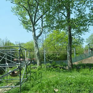 PECO Primate Reserve - Sumatran Orangutan (Pongo abelii) and White-handed Gibbon (Hylobates lar) Exhibit