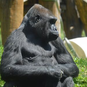 PECO Primate Reserve - Western Lowland Gorilla (Gorilla gorilla gorilla)