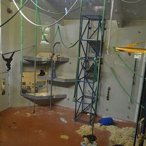 PECO Primate Reserve -  (Hylobates larSumatran Orangutan (Pongo abelii) and White-handed Gibbon) Indoor Exhibit