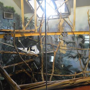 PECO Primate Reserve - Mantled Guereza (Colobus guereza) Exhibit (2nd Floor)