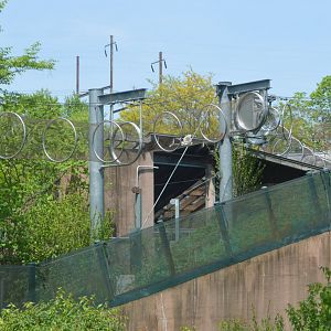 PECO Primate Reserve - Coquerel's Sifaka (Propithecus coquereli) in the Zoo360 trails.