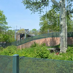 PECO Primate Reserve - Sumatran Orangutan (Pongo abelii) and White-handed Gibbon) Outdoor Exhibit