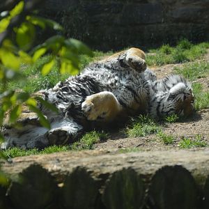 Big Cat Falls - Amur Tiger (Panthera tigris altaica)