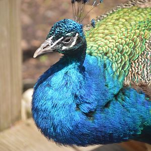 Wings of the World - Indian Peafowl (Pavo cristatus)