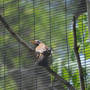 Wings of the World - Chinese Hwamei (Garrulax canorus)