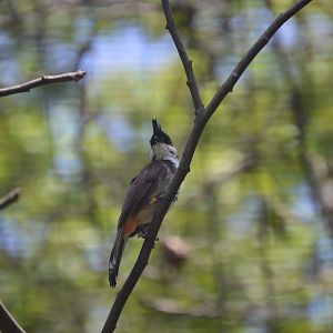 Wings of the World - Red-whiskered Bulbul (Pycnonotus jocosus)