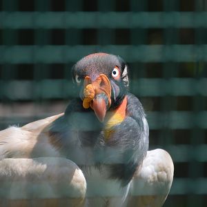 McNeil Avian Center - King Vulture (Sarcoramphus papa)