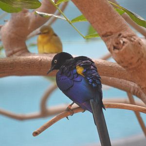McNeil Avian Center - Golden-breasted Starling (Lamprotornis regius)
