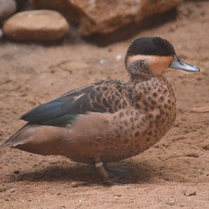 McNeil Avian Center - Blue-billed Teal (Spatula hottentota)