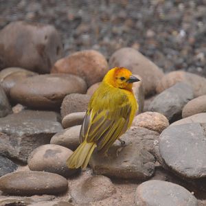 McNeil Avian Center - Taveta Golden-Weaver (Ploceus castaneiceps)
