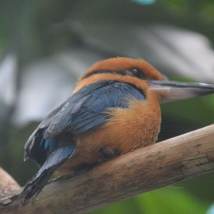 McNeil Avian Center - Guam Kingfisher (Todiramphus cinnamominus)