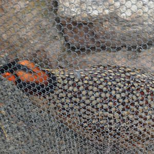 McNeil Avian Center - Cabot's Tragopan (Tragopan caboti)
