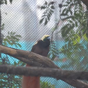 McNeil Avian Center - Raggiana Bird-of-Paradise (Paradisaea raggiana)