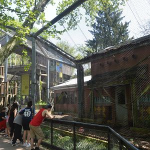South End Exhibits - Colombian Spider Monkey (Ateles fusciceps rufiventris) Exhibit