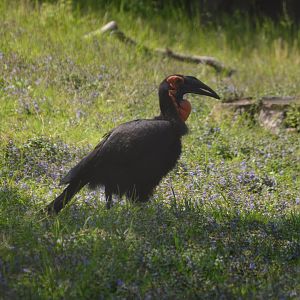 South End Exhibits - Southern Ground-Hornbill (Bucorvus leadbeateri)
