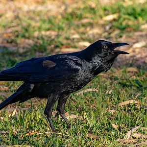 Australian Raven