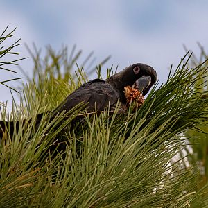 Carnaby's Black Cockatoo