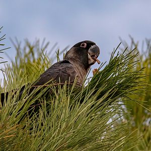 Carnaby's Black Cockatoo