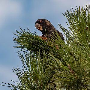 Carnaby's Black Cockatoo