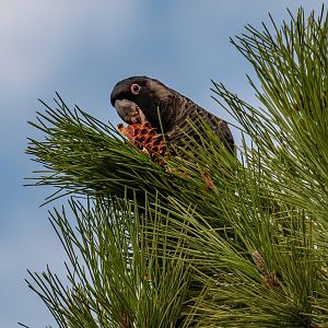 Carnaby's Black Cockatoo