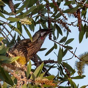 Red Wattlebird