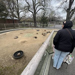 Prairie Dog Exhibit