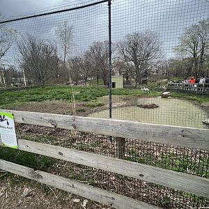 Wattled Crane Exhibit