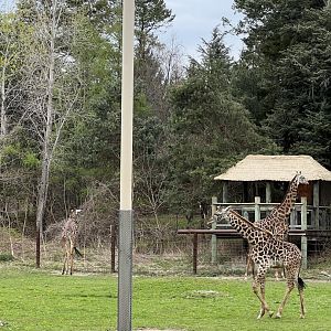 Giraffes