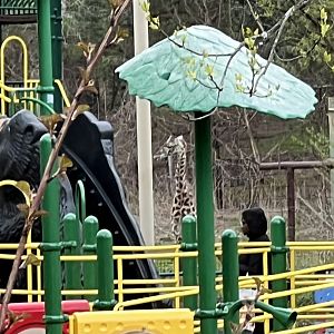 Giraffe on the playground