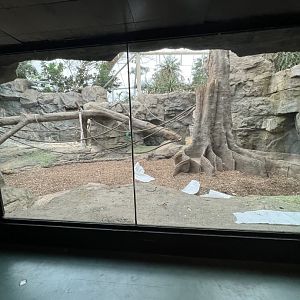 Western Lowland Gorilla Exhibit (indoors)
